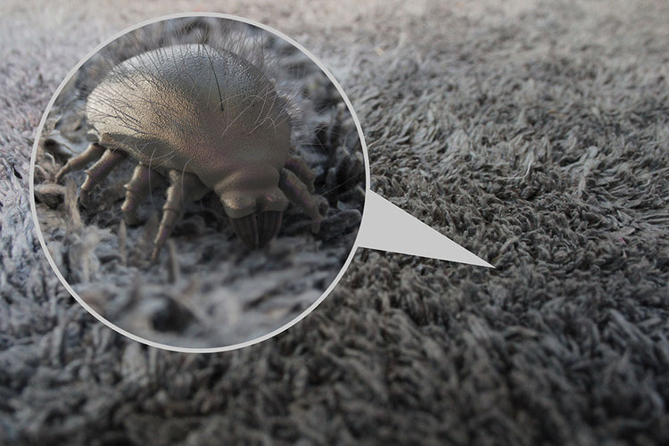 The Best Plan To Prevent Dust Mite Contamination In Your Home